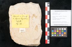 Foto (Objekt + Etikett) von Myrica lignitum Unger (NHMW-GEO-2024-0188-4027)